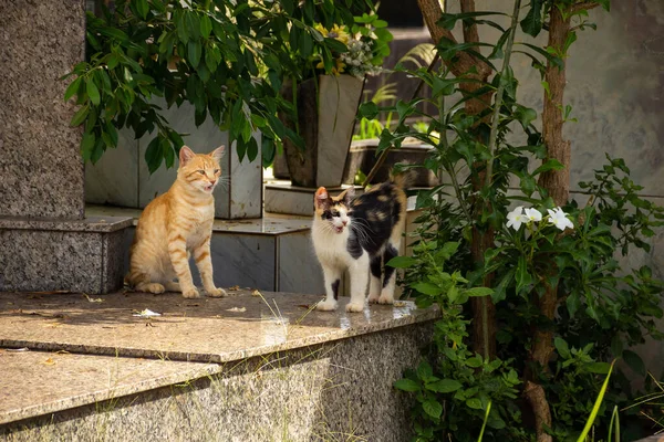 Deux Chats Sur Les Tombes Chat Abandonné Dans Cimetière Ville — Photo