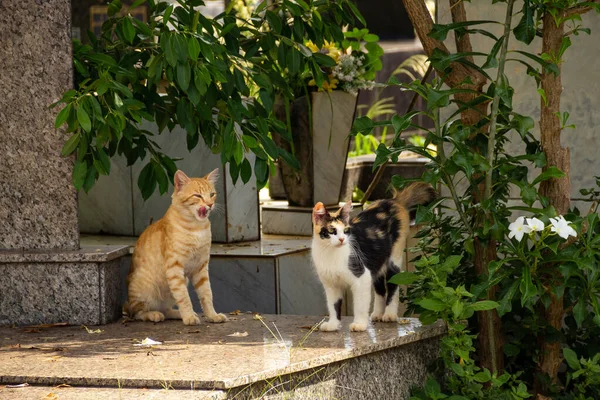 Deux Chats Sur Les Tombes Chat Abandonné Dans Cimetière Ville — Photo