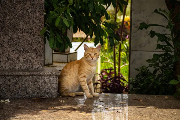 Γάτα Κάθεται Στον Τάφο Εγκαταλελειμμένη Γάτα Νεκροταφείο Στην Πόλη Goiania — Φωτογραφία Αρχείου