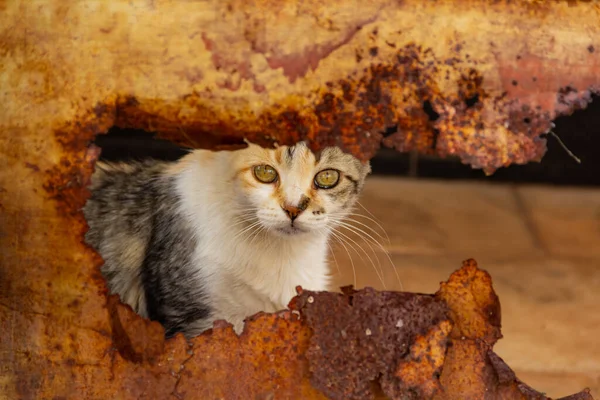 Gatito Detrás Una Puerta Con Agujero Gato Abandonado Animales Calle —  Fotos de Stock