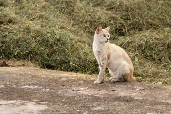 Γάτα Κάθεται Γρασίδι Στο Παρασκήνιο Εγκαταλελειμμένη Γάτα Ζώο Του Δρόμου — Φωτογραφία Αρχείου