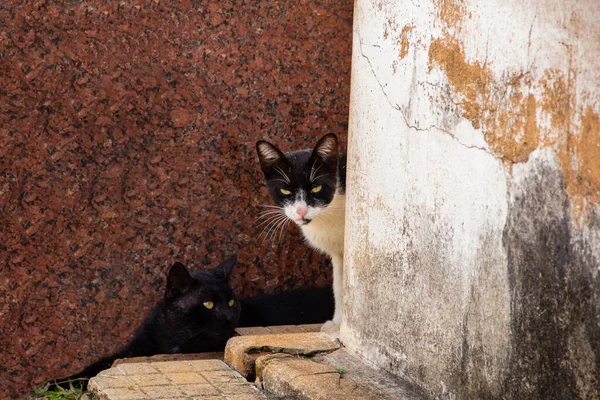 Chats Cachés Entre Les Murs Des Maisons Chat Abandonné Animaux — Photo