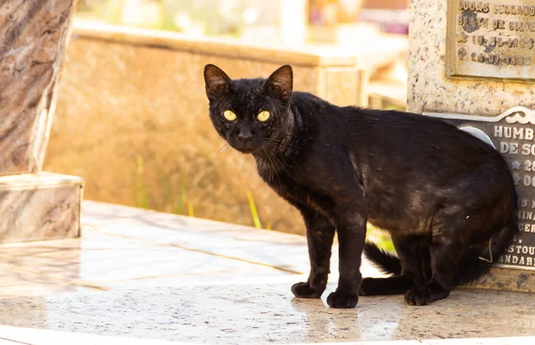 一只有马槽问题的黑猫被遗弃的猫 街头动物 — 图库照片