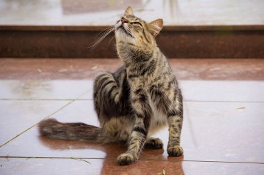 Tekir kedi oturuyor ve kaşınıyor..
