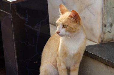 Yan tarafa bakan sarı bir kedi..