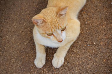 Sarı kedi beton zeminde yatıyor..