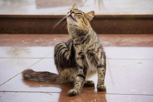 Tekir kedi oturuyor ve kaşınıyor..