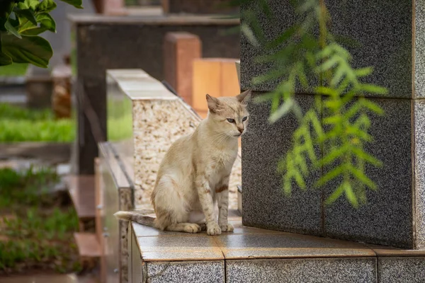 有斑点的白猫 坐在坟墓中间 — 图库照片