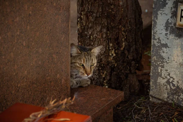 墓地的大理石石中 一只胖胖的猫的脸 — 图库照片