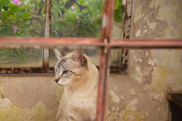 Gatto Avvistato Una Stanza Visto Attraverso Finestre Rotte — Foto Stock