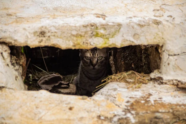 Gato Com Cara Zangada Dentro Bueiro — Fotografia de Stock