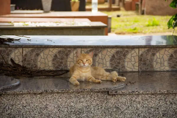 墓地の墓の上に横たわる黄色の毛布 — ストック写真