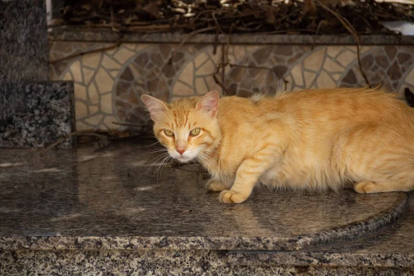 Sarı Kedi Mezarlıkta Bir Mezarda Yatıyor — Stok fotoğraf