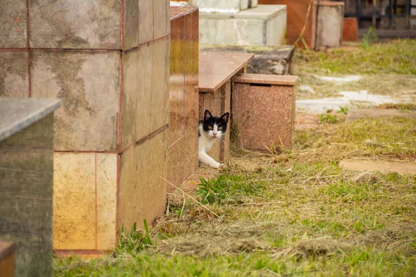 黑白相间的斑点猫脸 墓穴之间 — 图库照片