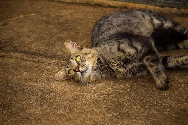 Gato Tabby Acostado Suelo Cemento — Foto de Stock