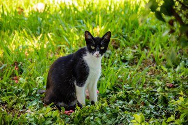 Şehir mezarlığında terk edilmiş kedi. Şehir mezarlığındaki çimlerde oturan siyah beyaz kedi..
