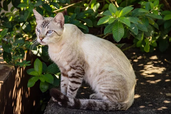 Εγκαταλελειμμένη Γάτα Στο Νεκροταφείο Της Πόλης Ανοιχτόχρωμο Γάτα Κάθεται Έναν — Φωτογραφία Αρχείου