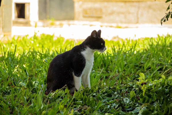 Gato Abandonado Cementerio Ciudad Gato Blanco Negro Sentado Césped Cementerio —  Fotos de Stock