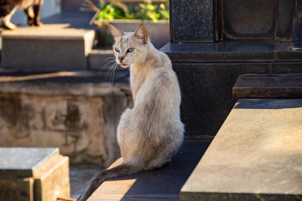 Chat Abandonné Cimetière Ville Chat Couleur Claire Assis Sur Une — Photo