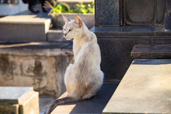 被遗弃的猫在城市墓地 一只浅色的猫 坐在一座城市墓地的坟墓上 — 图库照片