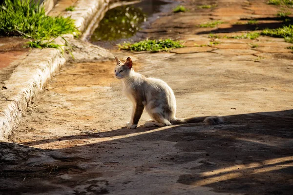 Gato Abandonado Cementerio Ciudad Gato Color Claro Sentado Medio Calle —  Fotos de Stock