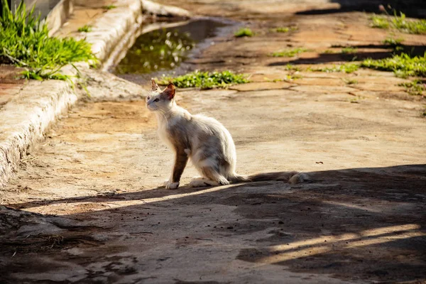 Εγκαταλελειμμένη Γάτα Στο Νεκροταφείο Της Πόλης Ανοιχτόχρωμη Γάτα Κάθεται Στη — Φωτογραφία Αρχείου