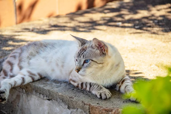 Chat Abandonné Cimetière Ville Chat Tabby Couché Sur Tombeau Dans — Photo