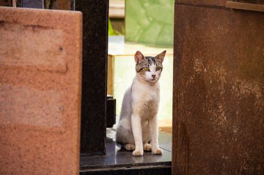  Kedi Goinia şehrindeki mezarlıkta terk edilmiş. Goinia şehrindeki mezarlığın duvarları arasında bir kedi var..