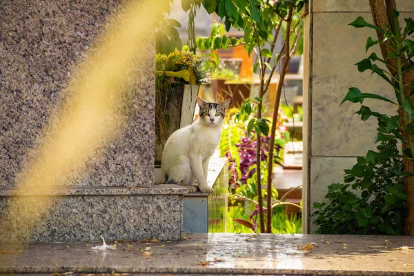 Γάτα Εγκαταλείφθηκε Στο Νεκροταφείο Στην Πόλη Goinia Γάτα Στέκεται Και — Φωτογραφία Αρχείου