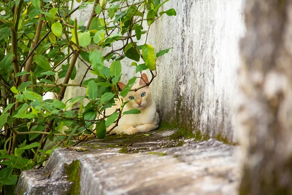 Katt Övergiven Kyrkogården Staden Goinia Blåögd Vit Katt Liggande Vid — Stockfoto