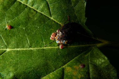 Böğürtlen yaprağında yumurta ve köpek yavrusu olan bir böcek. Nezara viridula.