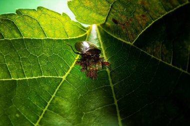 Böğürtlen yaprağında yumurta ve köpek yavrusu olan bir böcek. Nezara viridula.