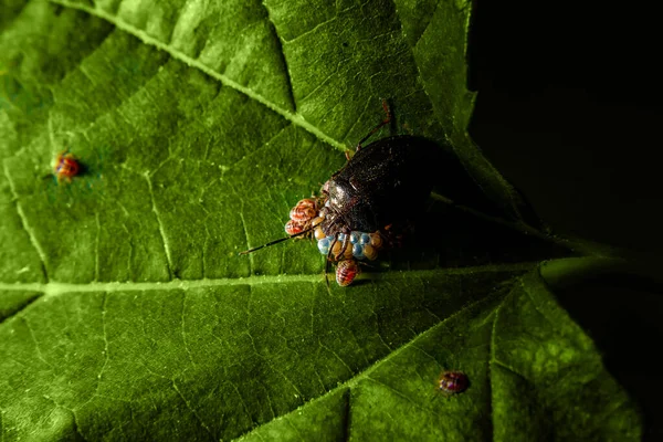 Insecto Con Huevos Cachorros Una Hoja Mora Nezara Viridula —  Fotos de Stock