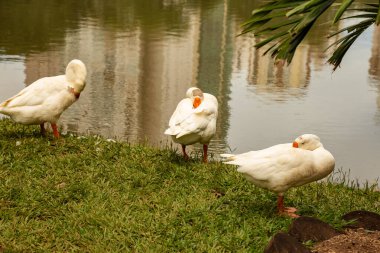 Flamboyant Park 'taki gölün kenarındaki bazı ördeklerin detayları..