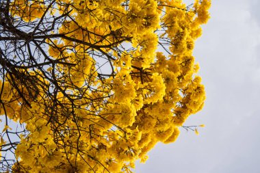 Arka planda bulutlu gökyüzü olan sarı çiçekli ipe. Handroanthus albusu.