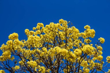 Arka planda mavi gökyüzü olan sarı ipe ait çiçek dalları.