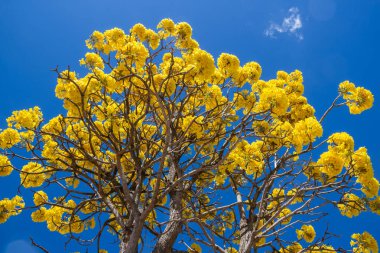 Arka planda mavi gökyüzü olan sarı çiçekli ipe. Handroanthus albusu.