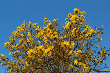 Sarı çiçekli ve arka planda mavi gökyüzü olan Ipe. Handroanthus albusu.
