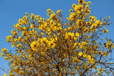 Sarı çiçekli ve arka planda mavi gökyüzü olan Ipe. Handroanthus albusu.
