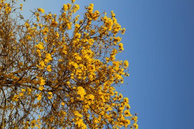 Sarı çiçekli ve arka planda mavi gökyüzü olan Ipe. Handroanthus albusu.