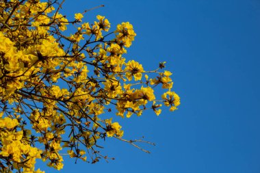 Arka planda mavi gökyüzü olan sarı ipe dallarının ayrıntıları. Handroanthus albusu.