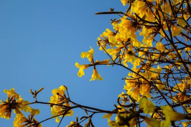 Arka planda mavi gökyüzü olan sarı ipe dallarının ayrıntıları. Handroanthus albusu.