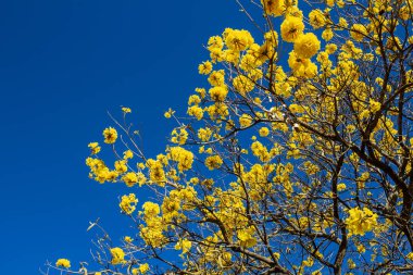 Arka planda mavi gökyüzü olan sarı ipe dallarının ayrıntıları. Handroanthus albusu.