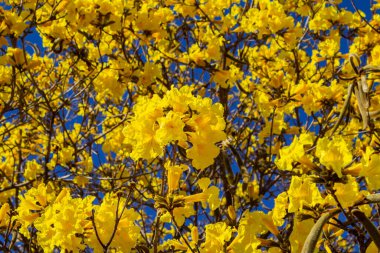 Sarı çiçekli ipe. Arka planda mavi gökyüzü olan sarı çiçekli ağaç detayları. Handroanthus albusu.