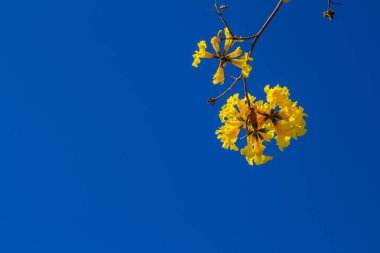 Sarı çiçekli ipe. Arka planda mavi gökyüzü olan sarı çiçekli ağaç detayları. Handroanthus albusu.