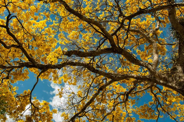 Arka planda bulutlu gökyüzü olan sarı çiçekli ipe. Handroanthus albusu.
