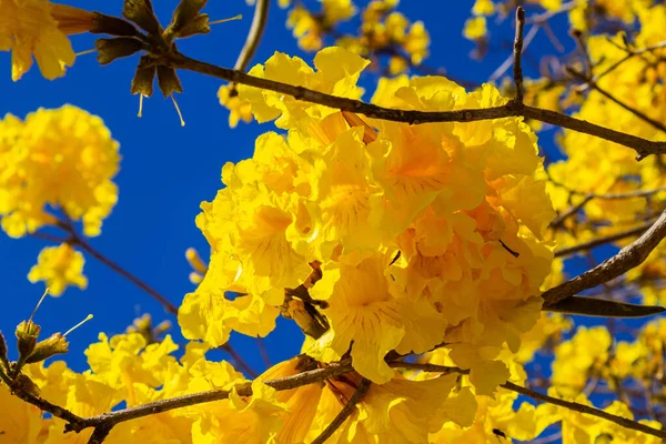 Arka planda mavi gökyüzü olan sarı ipe çiçeklerinin yakın çekim detayları. Handroanthus albusu.