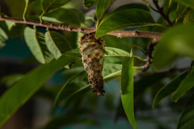 An insect cocoon hanging from a branch of the custard apple tree. clipart