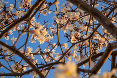 Arka planda mavi gökyüzü olan beyaz sarmaşık dalları. Tabebuia roseo-alba.