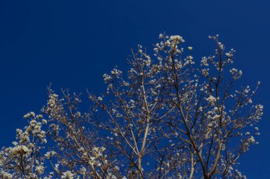 Arka planda mavi gökyüzü olan beyaz çiçekli ipe. Tabebuia roseo-alba.